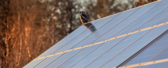 Northern Hawk Owl, an uncommon species that lives in the boreal forest across the northern part of the continent. In BC it is found in the northern half of the province. The fact the owl is perched out in the open during daylight is a clue to its identity, because Northern Hawk Owl is a diurnal hunter. Photo by Erik Karits